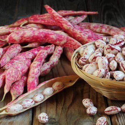 Квасоля Спаржева Кущова Борлетто (кремова з червоними штрихами) 20 г Сімейний сад, фото 1