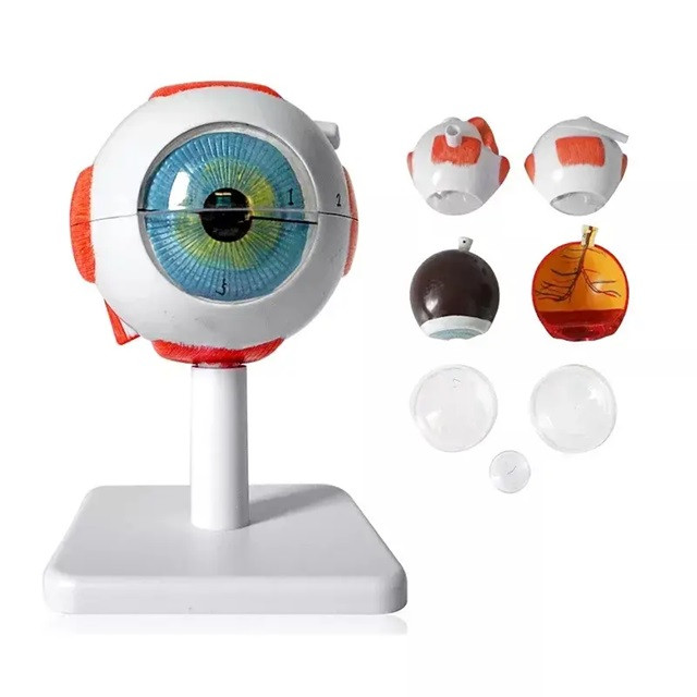 Модель анатомії ока людини (розбірна, збільшена, з підставкою) фантом око людини, фото 1
