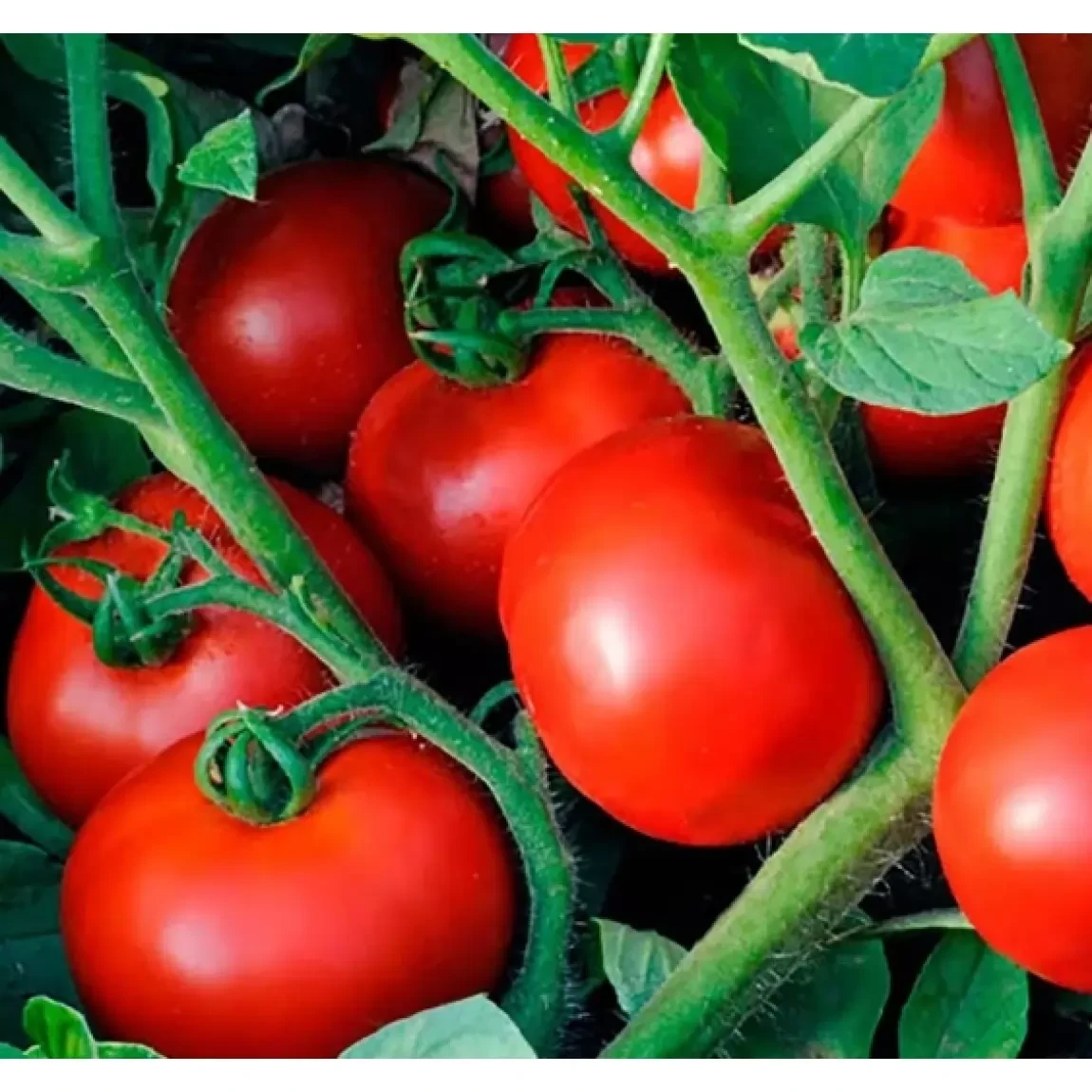 Помідор Видимо-не-видимо 0,15г TM GL Seeds (детермінантний), фото 1