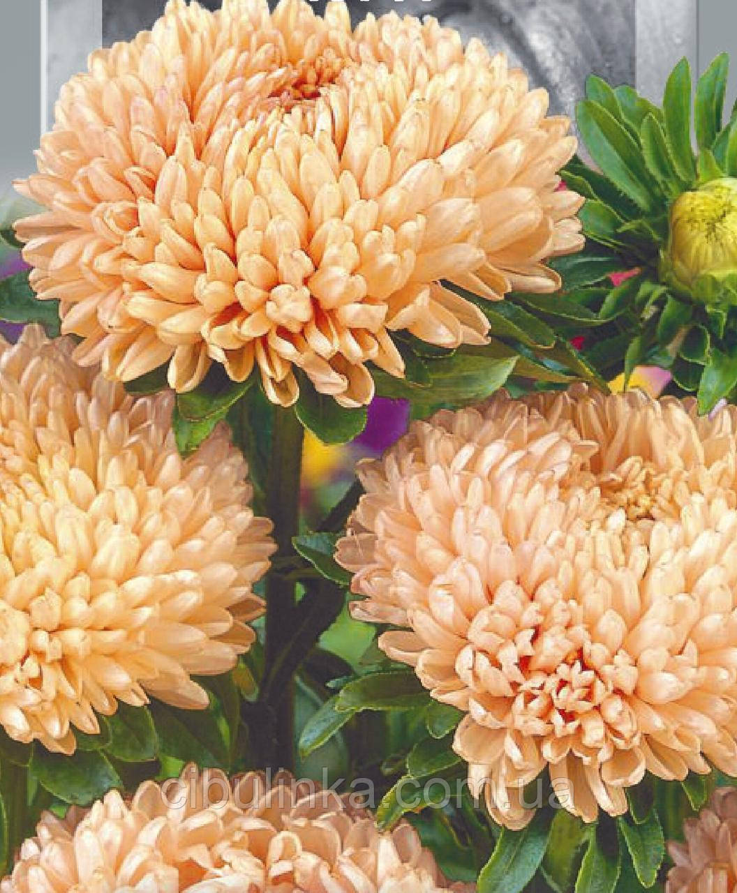 Айстра Піонен Шамоіс Турм (піоновидна) 0,25 г, фото 1