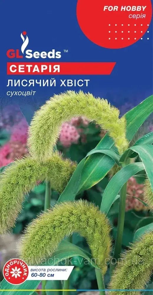Сетарія Лисячий Хвіст сухоцвіт однорічний декоративний злак, упаковка1 г