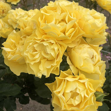 Хіе Камс Зе Сан (Here comes the sun)