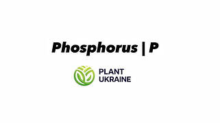 Фосфор | Phosphorus | P