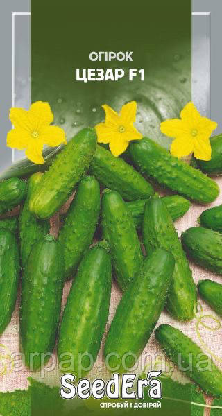Огірок Цезар F1 ранній 0,5 г, Seedеra, фото 1