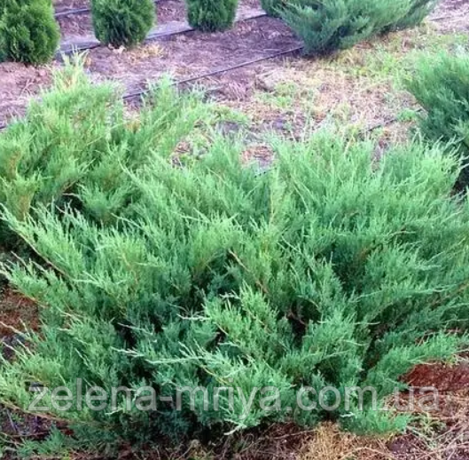 Ялівець козацький Блю Донау С3, фото 1