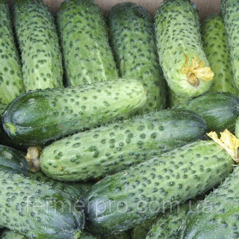 Насіння огірка Аваланж F1    1000 шт., фото 1