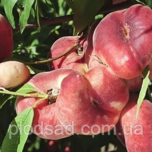 Персик інжирний UFO-3