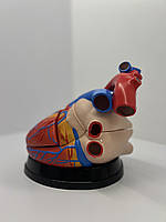 Анатомічна модель серця людини — розбірна модель для вивчення будови