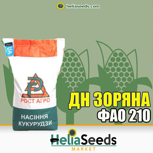 Кукурудза гібрид ДН ЗОРЯНА (ФАО 210) посівна кукурудза, фото 1