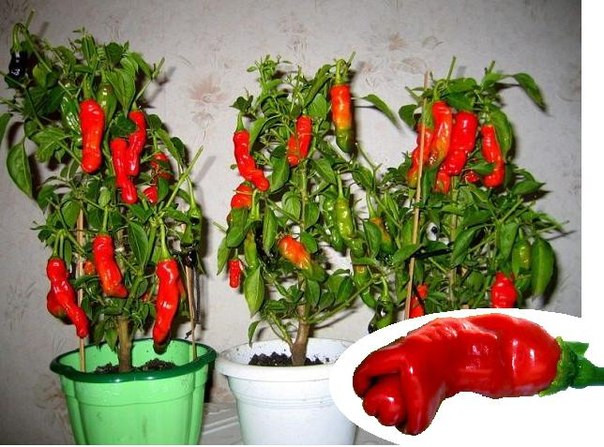 Насіння Сексі перчики Chilly Willy Penis Peppers