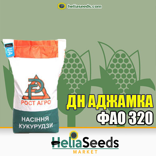 Кукурудза гібрид ДН АДЖАМКА (ФАО 320) кнасіння кукурудзи, фото 1