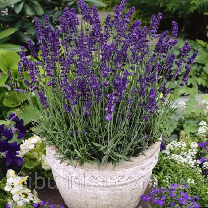 Лаванда вузьколиста Хідкот (багаторічна) 0,1 г, фото 1