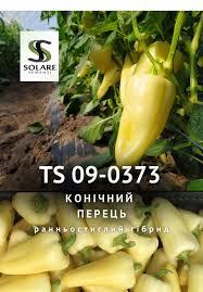 Насіння перцю TS 09-0373 F1 100 шт Solare Sementi, фото 1