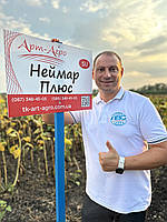 НЕЙМАР ПЛЮС под Гранстар. Гібрид НЕЙМАР ПЛЮС заразиха A-G+. Насіння соняшника (НЕЙМАР ПЛЮС) 55ц/га. Преміум, фото 2