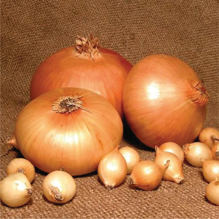 Цибуля ріпчаста Штуттгартер Різен 2 г Seedera, фото 1