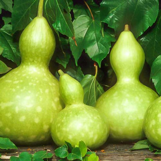 Лагенарiя Ботлз (5шт), TM GL Seeds, фото 1