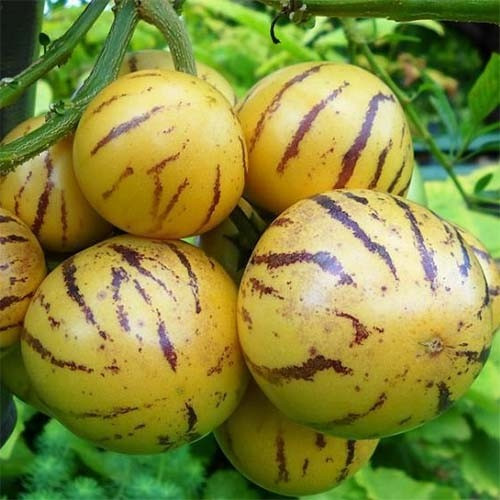 Пепіно 5 шт Seedera, фото 1