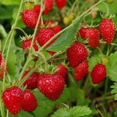 Суниця Барон Солемахер (0.1г) TM GL Seeds, фото 1