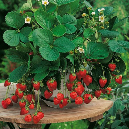 Суниця Олександрiя (0.1г) TM GL Seeds, фото 1