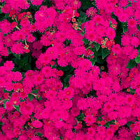 Агератум Голiаф червоний (0.1г) TM GL Seeds