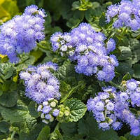 Агератум Біло-блакитний 0,1 г Seedera