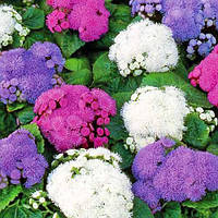 Агератум Суміш 0.2 г Seedera