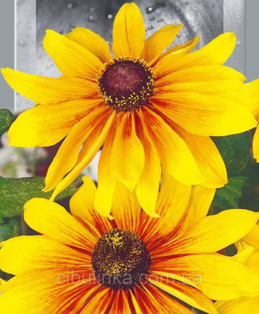 Рудбекія Осінні фарби 0,2 г, фото 1