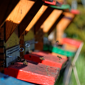 160- Мед з українських ягідних полів