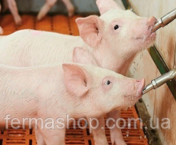 Система ніпельного напування для свиней та поросят до 30 кг з нержавіючої сталі - опора регулюється за висотою, фото 1