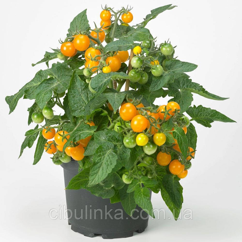 Томат Балконний жовтий (кімнатний) 10 шт, фото 1