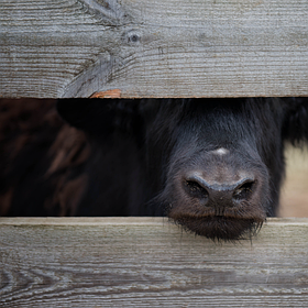 163- Масло ГХІ