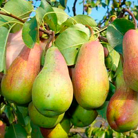 Груша Парижанка