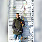 Саджанці Персика Вайн Голд Т3 - великоплідний, середній, урожайний, фото 4