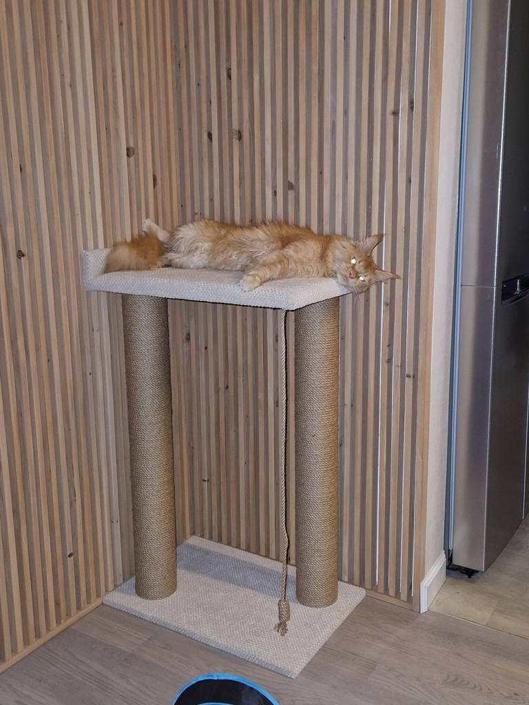 Висока кігтеточка для Мейн-кунів із лежанкою 95*60*40 см - фото покупців 1