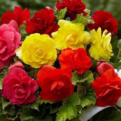 Бегонiя Роял F1 сумiш (10шт) TM GL Seeds, фото 1