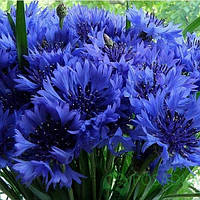 Волошки Польові Синя Куля 0.5 г Seedera