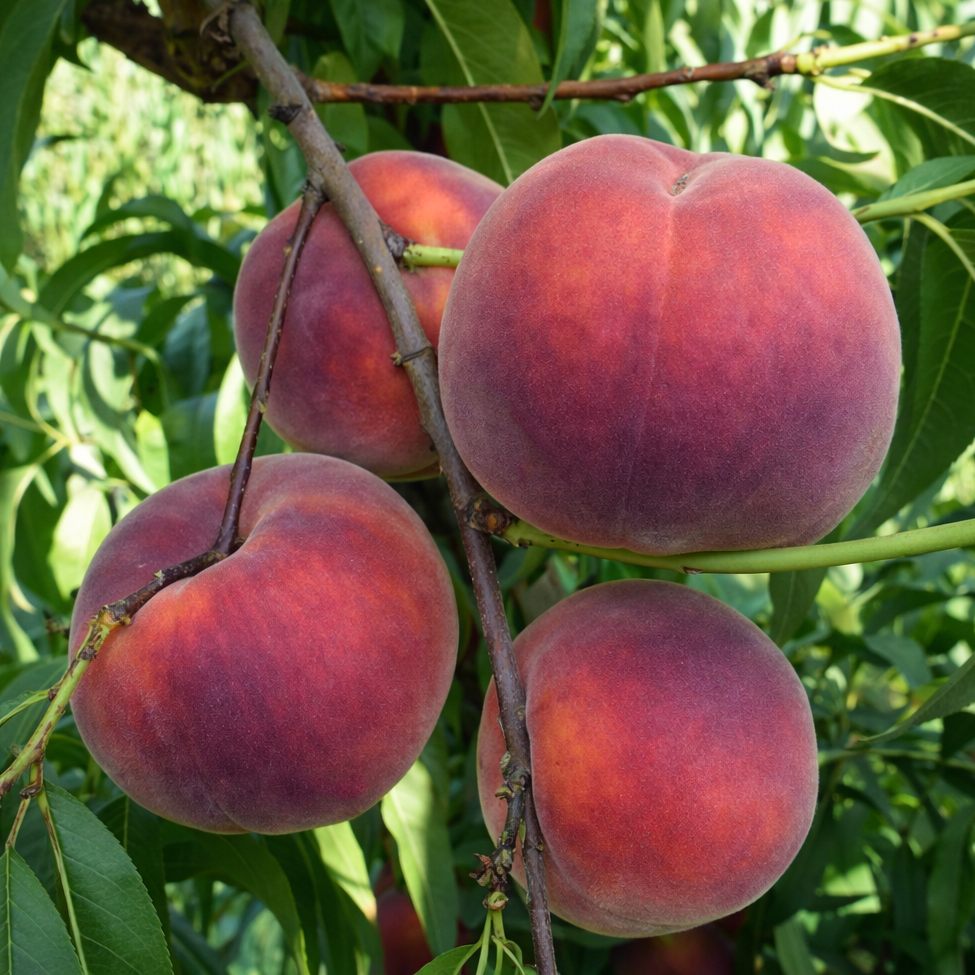 Саджанці Персика Роял Джим - пізній, великоплідний, урожайний, фото 1