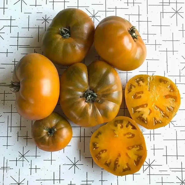 Помідори Гноми Улуру Охра 10 шт Сонячний березень, фото 1