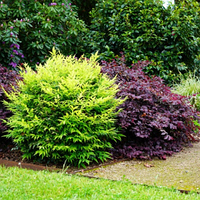 Нанді домашня Лемон Лайм (Nandina Lemon Lime)