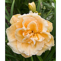 Лілейник Siloam Double Success (відкрита коренева система)