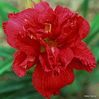 Лілейник Double Firecracker (відкрита коренева система)