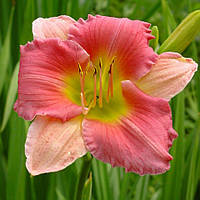 Лілейник Final Touch (відкрита коренева система)