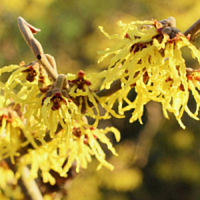 Гамамеліс (Hamamelis × intermedia) ‘Westerstede’