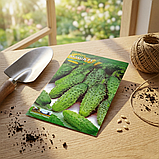 Огірок Маша F1 — насіння (2 г) — надранній гібрид для швидкого старту сезону, фото 2