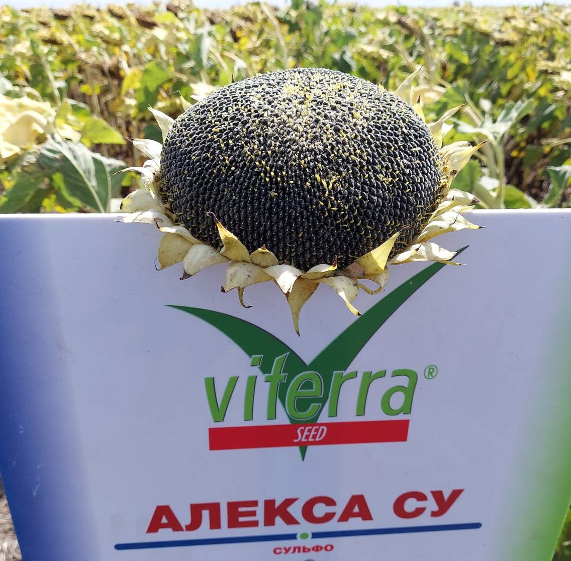 АЛЕКСА СУ (Сумо) 53ц/га, олія 51%, вовчок рас A-G+(ORO). Імпорт/Європа, фото 1