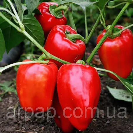 Насіння перцю Вікторія, ранній конічний червоний сорт , "НИЦССА" (Молдова), 210г, фото 1