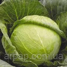 СЛАВА / SLAVA — Капуста Білоголова 100г, фото 1