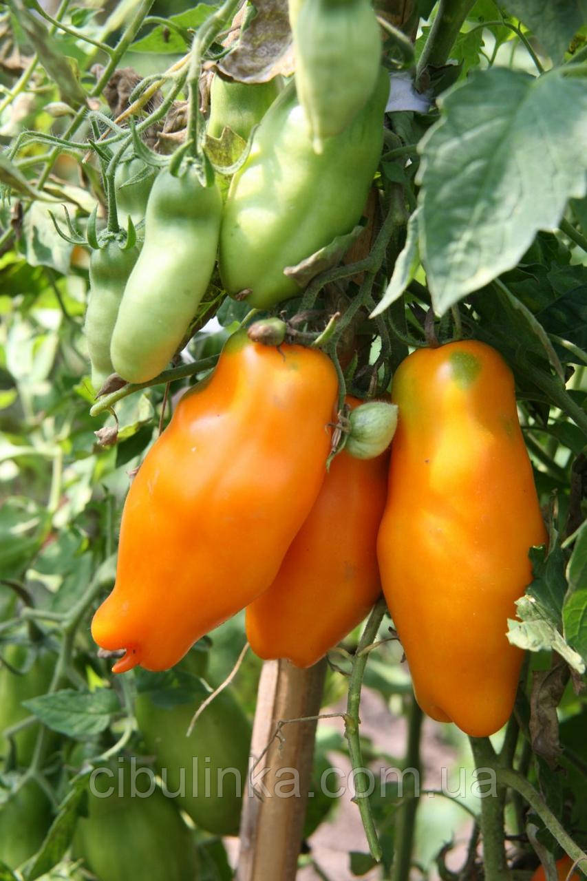 Томат Ерос (високорослий) 0,1 г, фото 1