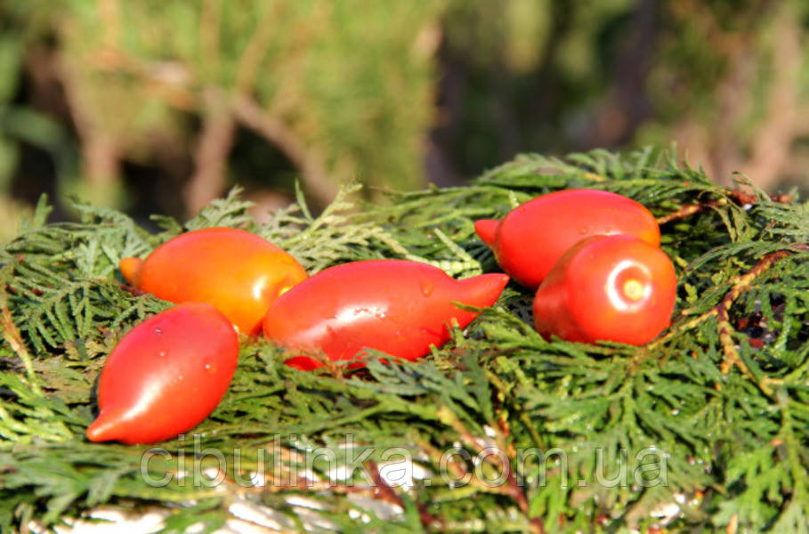 Томат Легенда Тарасенко (високорослий) 0,1 г, фото 1