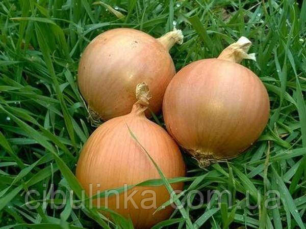 Цибуля Кенді F1 Seminis/Нідерланди 200 шт, фото 1